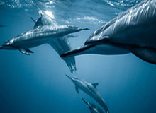 北美世界杯-希罗25分小波特空砍27+13 热火送篮网10连败